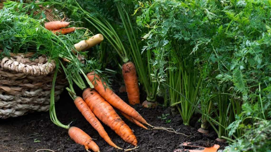 Коли і як прибирати моркву з грядки