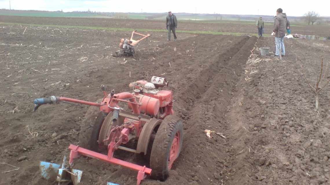 Посадка картоплі за допомогою мотоблока