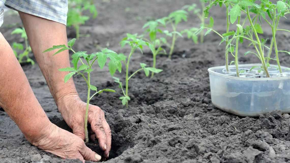 Правила вирощування розсади томатів у домашніх умовах