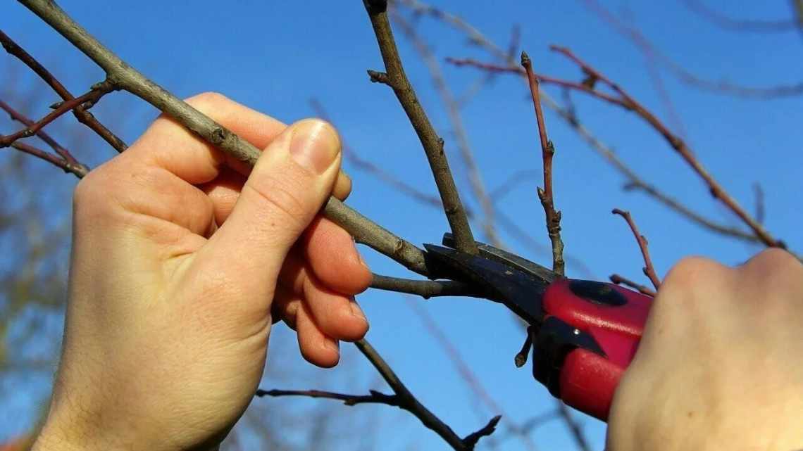 Прищеплюємо на горобину плодові дерева