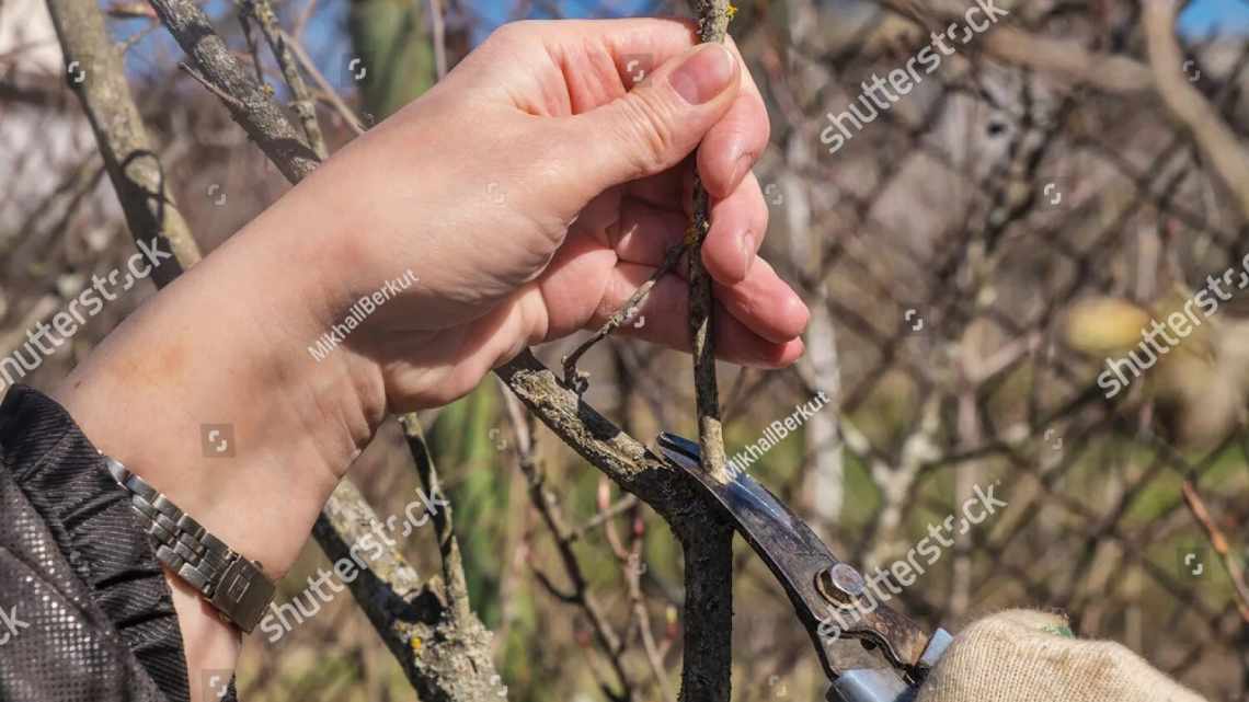 Правила обрізки японської айви восени