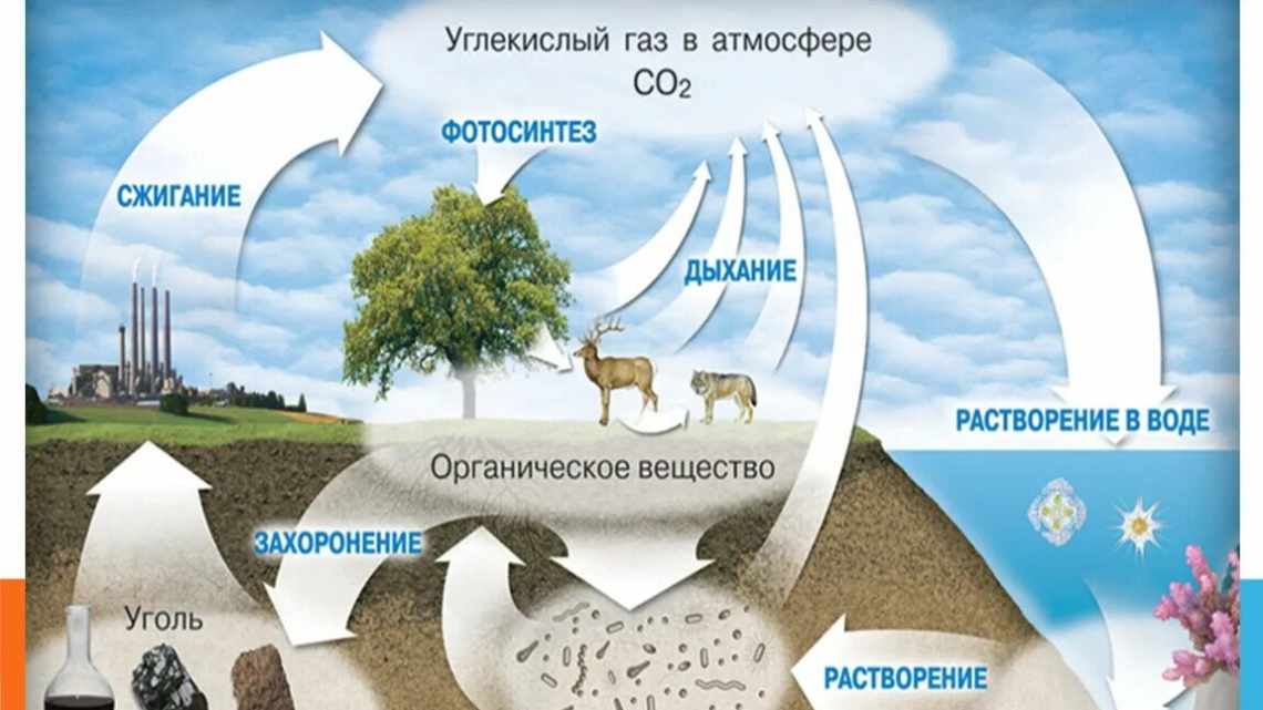 Чверть азоту потрапила в біосферу з гірських порід