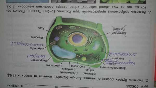 За утворенням гамет рослин поспостерігали в реальному часі