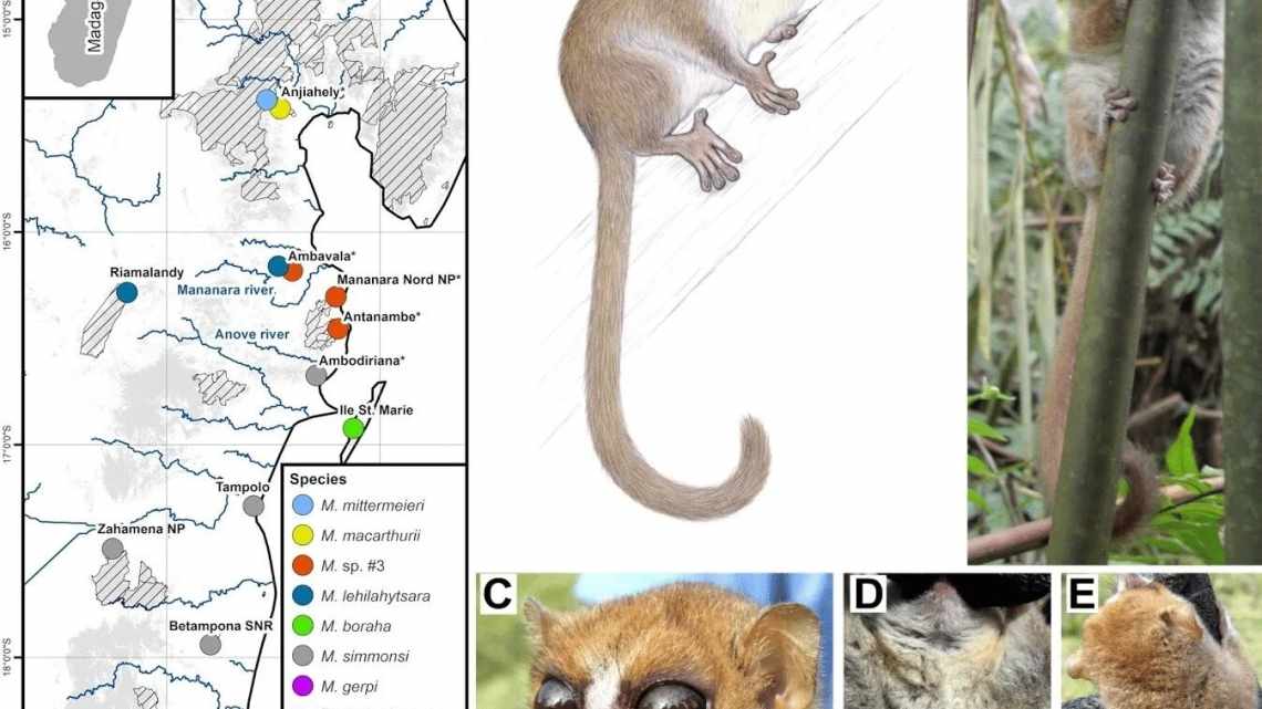 «Божевільний звір» з Мадагаскару допоможе розібратися в еволюції на островах