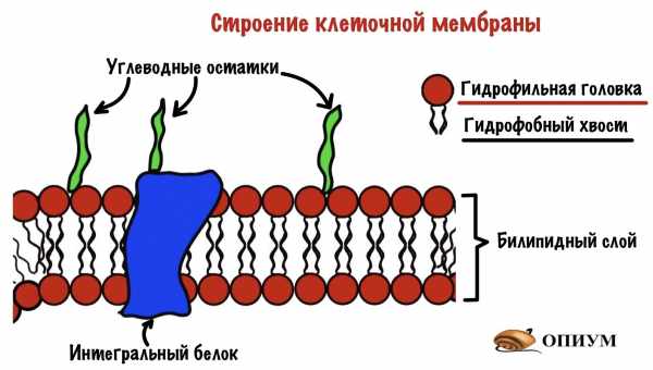 З дерева зробили іон-провідні мембрани