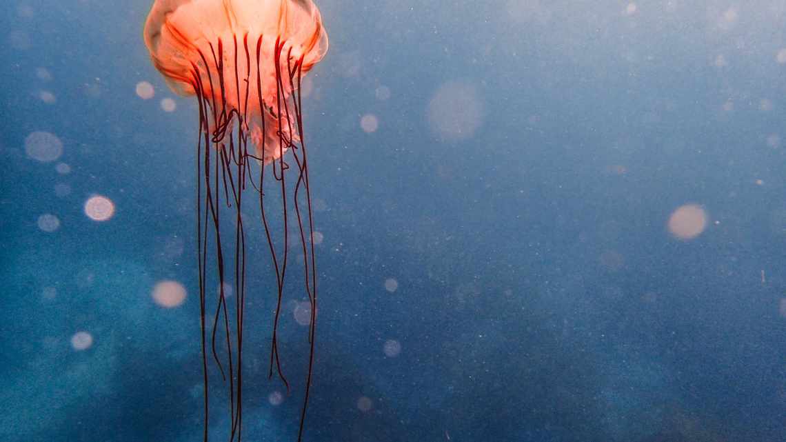 Не китова плацента, але можливо рідкісна медуза