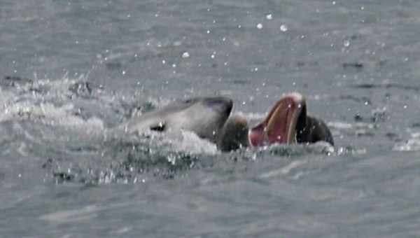 Загадкові випадки, коли дельфіни рятували людей від акул