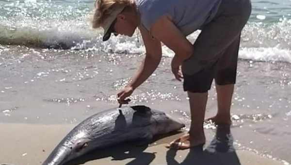 Масова загибель дельфінів у Перу