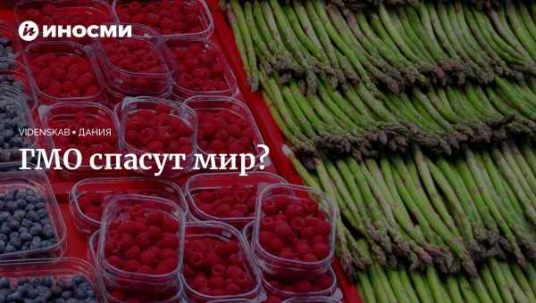 Генетично модифікованих москітів випустили в Панамі