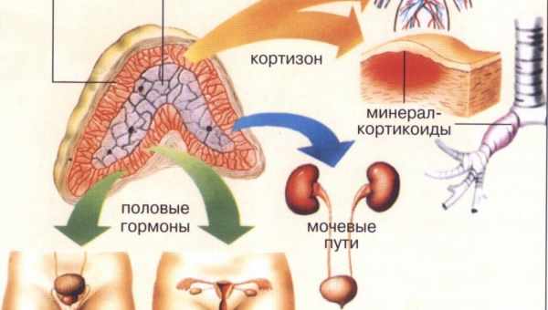 Як підняти рівень кортизолу?