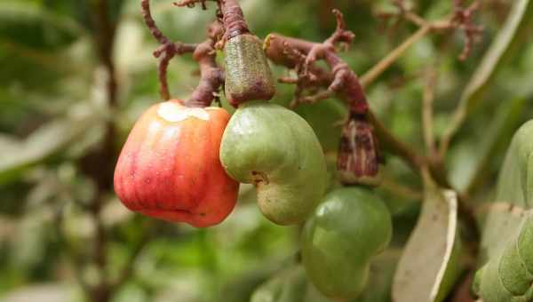 Анакардіум-Гомаккорд (Anacardium-Homaccord)