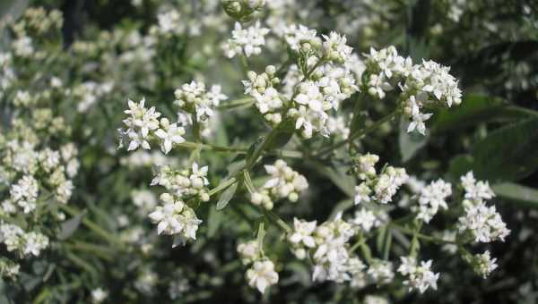 Галіум Хель (Galium-heel)