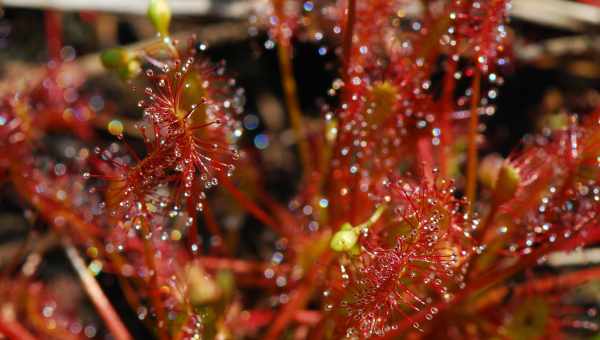 Дрозера-Гомаккорд (Drosera-Homaccord)