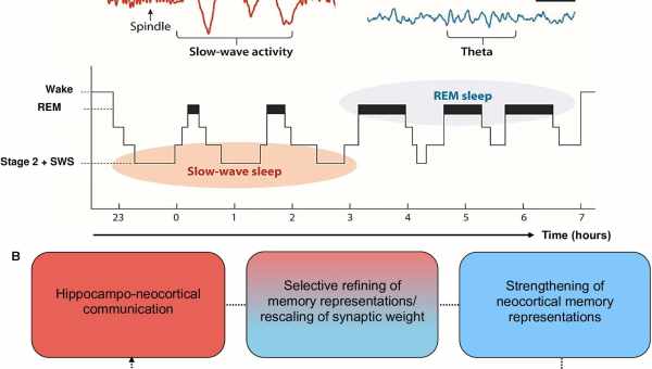 Theory of sleep