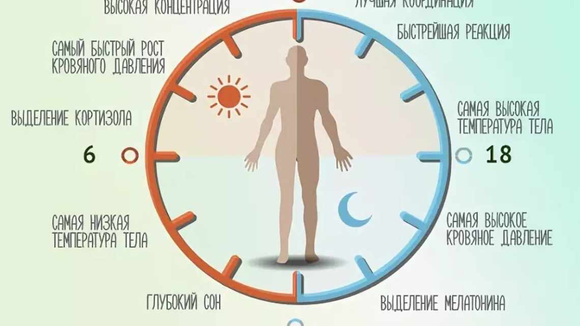 Теорії сну. Продовження