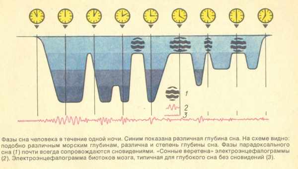 Стадії і фази сну