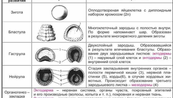 Онтогенез