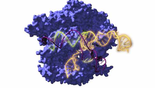 Аденоасоційовані віруси і CRISPR знову впоралися з м'язовою дистрофією