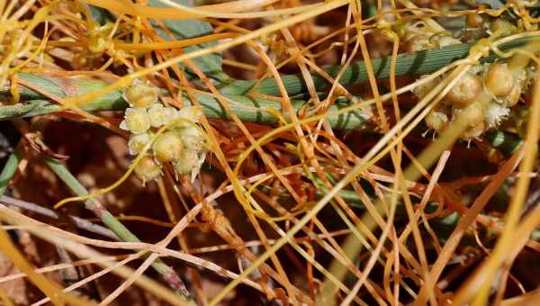 Повіліка польова (Cuscuta campestris Junk) Сімейство: Вьюнкові (Cuscutaceae)