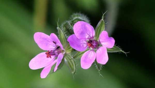 Лелека цикутна (Erodium cicutarium) Сімейство: Гераніві (Geraniaceae)