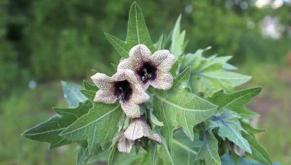 Білена чорна (Hyoscyamus niger L) Сімейство: Пасленові (Solanaceae)