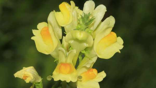 Льнянка звичайна (Linaria vulgaris Milk) Сімейство: Подорожникові (Scrophulariaceae)