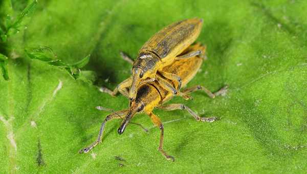 Буряковий довгоносик-стеблеїд (Lixus subtilis) Тип шкідника: Шкідник цукрових буряків