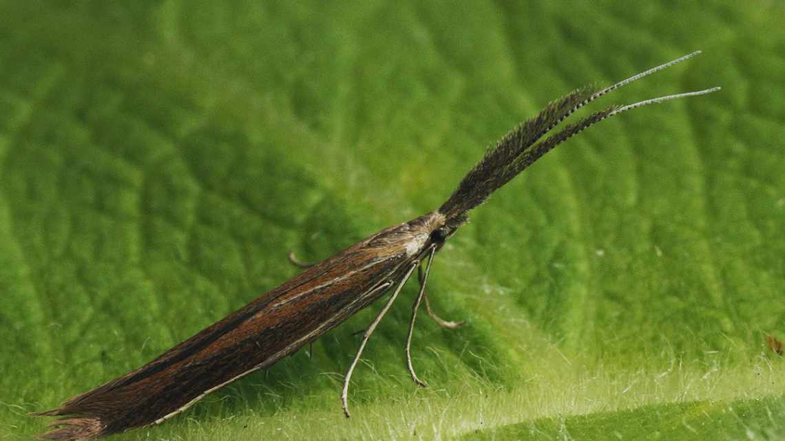 Чехлоноска плодова (Coleophora hemerobiella) Тип шкідника: Шкідник плодових культур