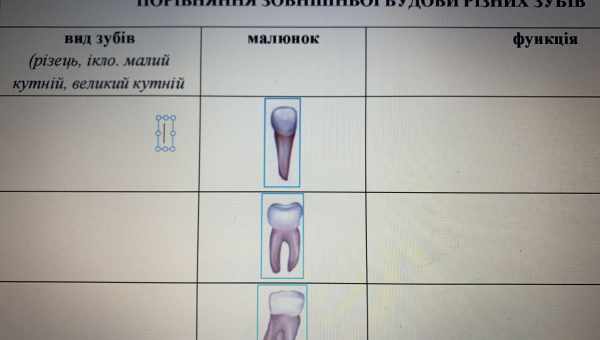 Особливості будови зубів допомогли впізнати предка великої білої акули