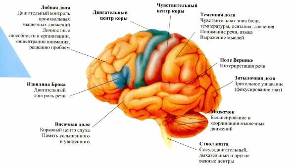 Електростимуляція головного мозку зробила людей чеснішими