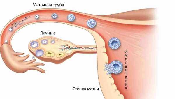 Чи може яйцеклітина сама вибирати відповідну сперму: думка вчених