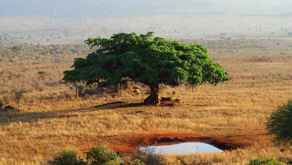 Polystilo Savana: оригінальний бразильський автомобіль з пластику