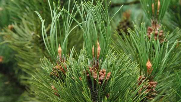 Сосна білокора (Pinus leucodermis) Відносно невисоке, в природі до 20 м, і повільно зростаюче дерево. Кора пластинчаста, світло-сіра. Молоді втечі з восковим нальотом. Двовійна сосна, хвоя жорстка, яскраво-зелена, 3-6 см завдовжки, вигнута. Шишки до 8 см 