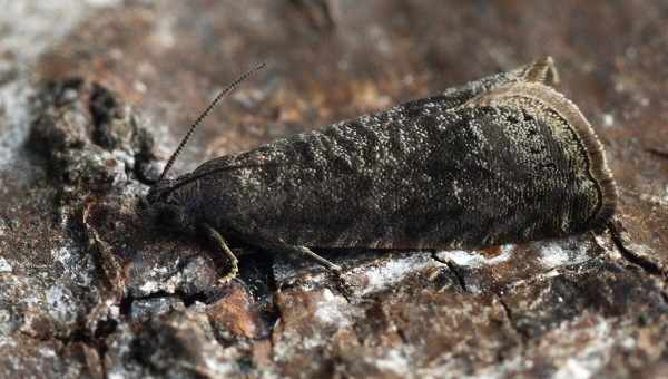 Сливова плодожерка (Grapholitha funebrana) Тип шкідника: Шкідник плодових культур