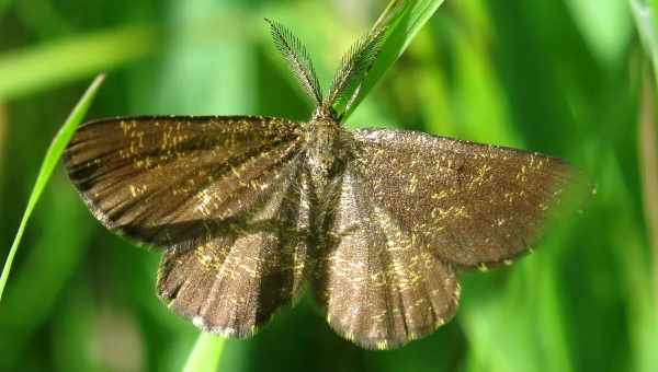 Соснова пяденя (Bupalus piniarius) Тип шкідника: Шкідники хвойних порід