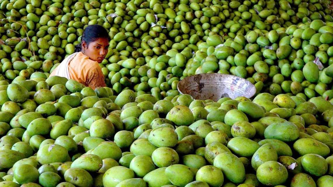 Манго індій  Манго індійська або Мангіфера індійська (Mangifera indica) - вічнозелена тропічна рослина роду Манго, сімейства Сумахові, що досягає до 45 м висоту. Має прямий ствол і густу, пірамідальну крону. Листя великі, довжиною до 40 см, шириною до 10 