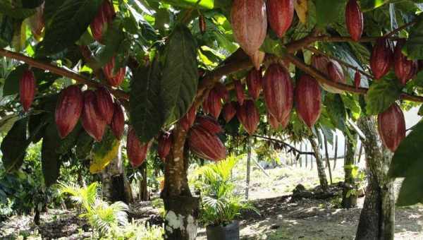 Шоколадне дерево какаоБотанічна назва: Какао або Шоколадне дерево (Theobroma cacao) - представник роду Теоброма, сімейства Мальвові.