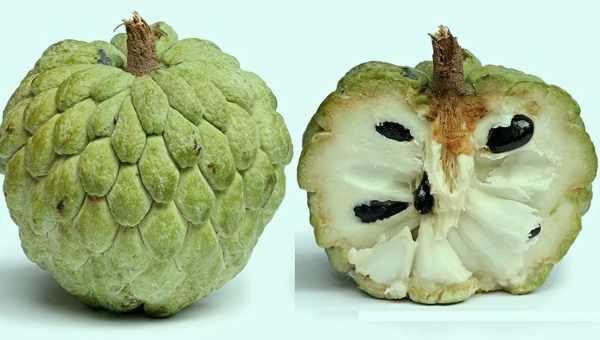 Фрукт Ілама (Annona nodiversifolia) - невисоке плодове дерево до 7 м у висоту, представник роду Аннона, належить до сімейству Аннонові. Його батьківщина - тихоокеанське узбережжя Південно-Західної Мексики.