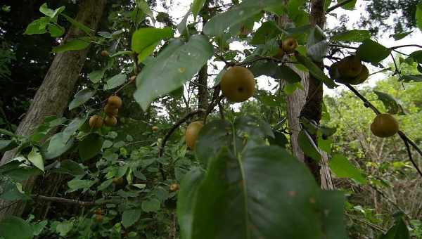 Груша грушелістна (Pyrus pyrifolia) З давніх часів культивується у Східній Азії та Китаї, де виведено кілька сортів цієї рослини. У Китаї є священним деревом.