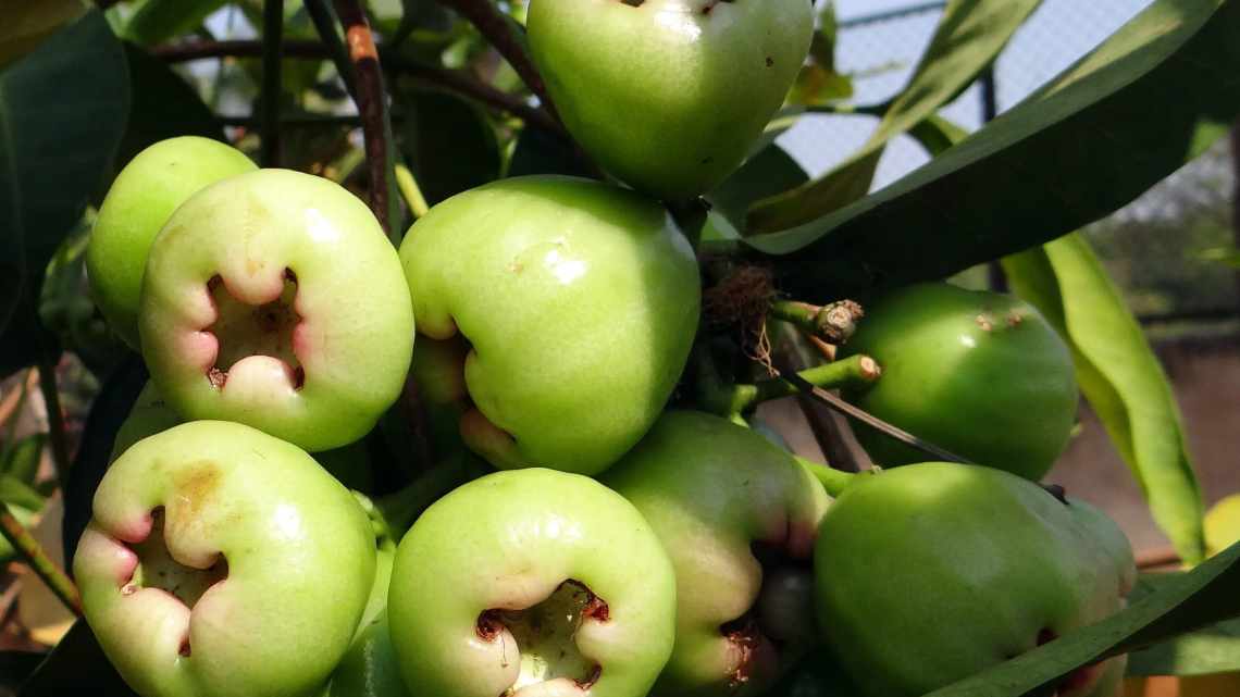 Яванська яблукоБотанічна назва: Яванське яблуко або Сизигіум (Syzygium samarangense). Належить до роду Сизигіум, сімейству Міртові.