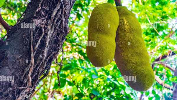 Дерево джекфрутДжекфрут (Artocarpus heterophullus) - висока вічнозелена рослина, що досягає до 20 м. Відноситься до сімейству Тутові. Є родичем хлібного і фігового дерева. Це друга назва «індійське хлібне дерево». Має довгі, до 25 см овальні, кожисті, тем