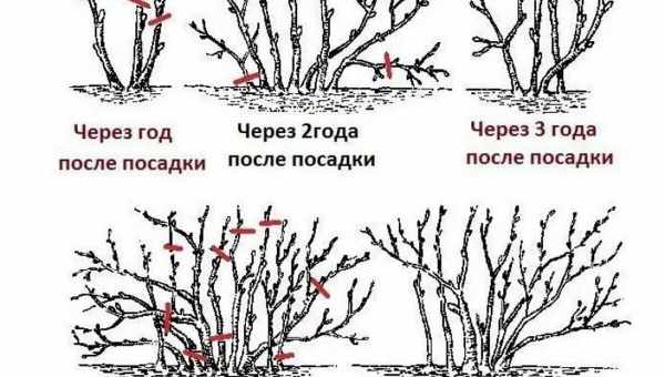 Обрізка черешні і правила формування крони