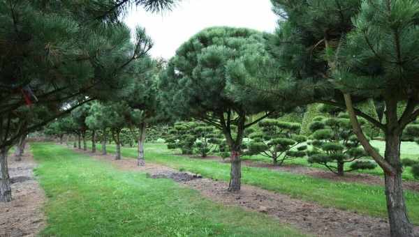 Сосна австрійська (гірська) чорна (Pinus nigra) Ботанічна назва: сосна чорна