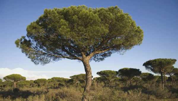 Пінія (Pinus pinea) Ботанічна назва: Сосна пінія або Італійська сосна (Pinus pinea). Представник роду Сосна, сімейства Соснові.