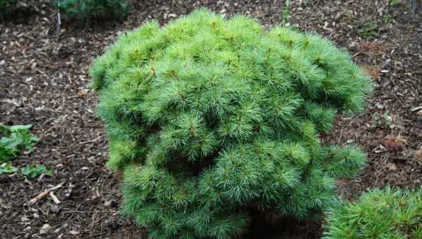 Гірська сосна Веймутова (Pinus Strobus)