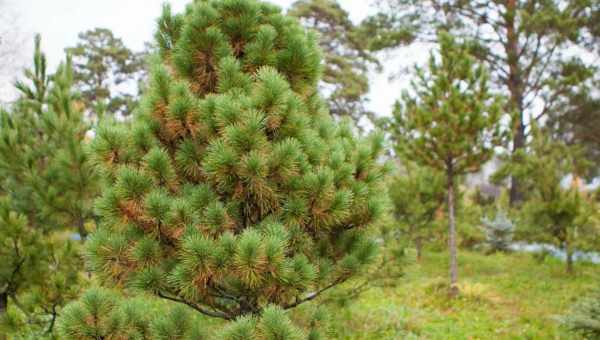 «Сосна дрібнокольорова, японська біла сосна - Pinus parviflora» Дерево 20-25 м заввишки, часто багатоствольне. У культурі росте повільно. У 24 роки висота 2,3 м (СПб). Кора гладка, з віком дрібночуйчаста. Крона рихла, пірамідальна, яка з віком розширюєтьс