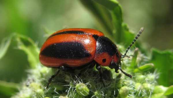 Рапсовий листоїд (Entomoscelis adonidis) Тип шкідника: Шкідник капусних культур