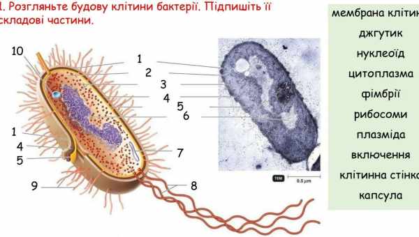 Різноманітність клітин Triol