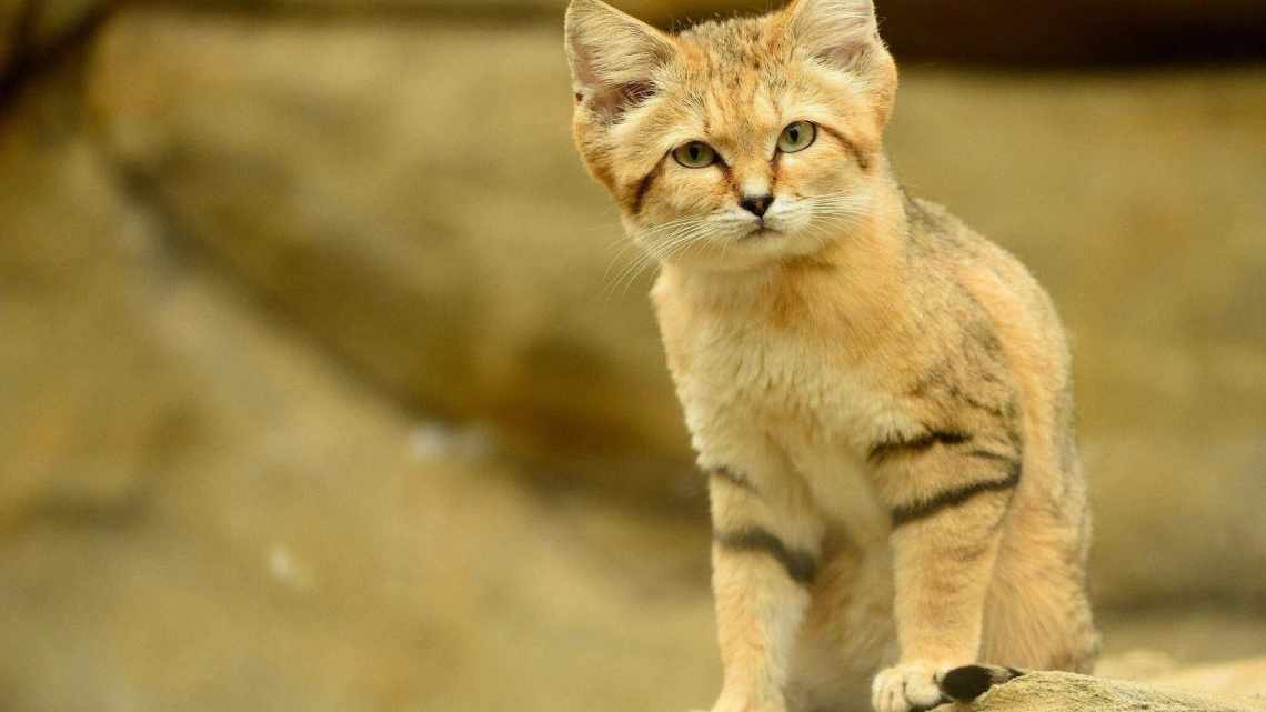 Цікаві факти про кішок і котів