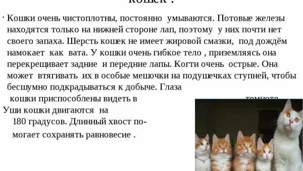 Особливості характеру і поведінки кішок